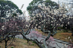 舞鶴公園の梅の写真