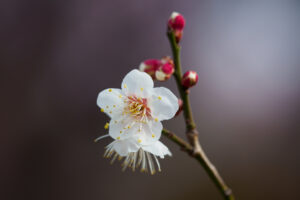 舞鶴公園の梅の写真
