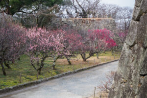 舞鶴公園の梅の写真