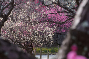 舞鶴公園の梅の写真