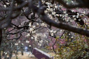 舞鶴公園の梅の写真