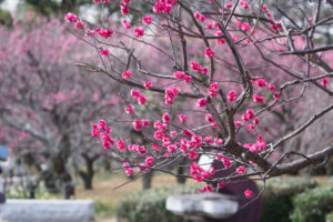 舞鶴公園の梅の写真