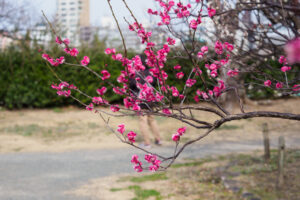 舞鶴公園の梅の写真