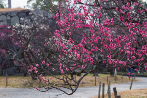 舞鶴公園の梅の写真
