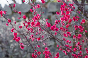 舞鶴公園の梅の写真