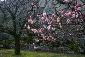 舞鶴公園の梅の写真