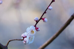 花畑園芸公園の梅の写真