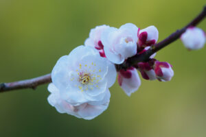 花畑園芸公園の梅の写真