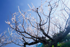 花畑園芸公園の梅の写真