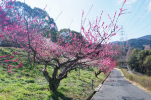花畑園芸公園の梅の写真