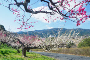 花畑園芸公園の梅の写真
