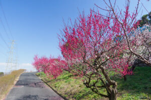 花畑園芸公園の梅の写真