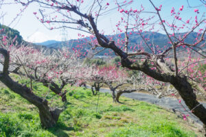 花畑園芸公園の梅の写真