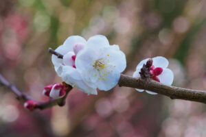 花畑園芸公園の梅の写真