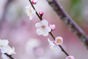 花畑園芸公園の梅の写真