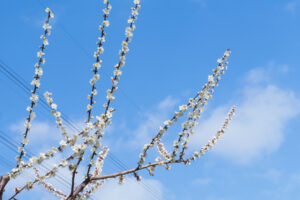 花畑園芸公園の梅の写真