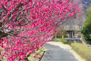 花畑園芸公園の梅の写真