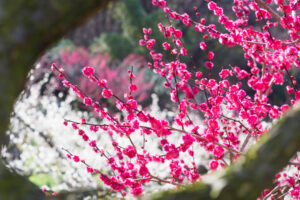 花畑園芸公園の梅の写真