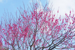 花畑園芸公園の梅の写真
