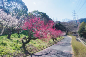 花畑園芸公園の梅の写真