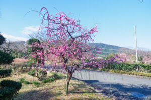 花畑園芸公園の梅の写真