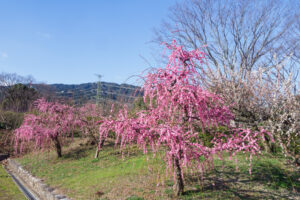 花畑園芸公園の梅の写真