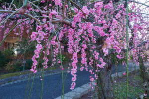 花畑園芸公園の梅の写真