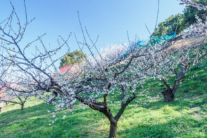 花畑園芸公園の梅の写真
