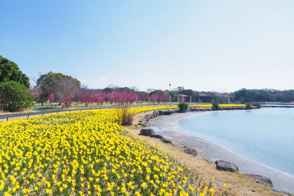 海の中道海浜公園の梅と水仙の写真