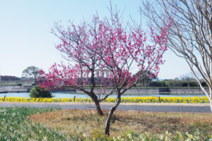 海の中道海浜公園の梅の写真