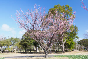 海の中道海浜公園の梅の写真