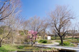 海の中道海浜公園の梅の写真