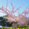 河津桜と椿とミモザ　福岡市植物園（2021年2月24日）