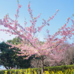 福岡市植物園の桜の写真