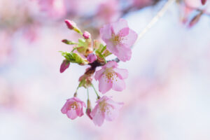 福岡市植物園の桜の写真