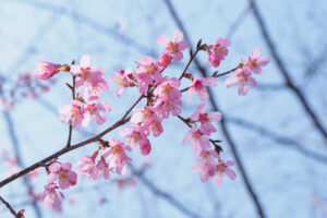 福岡市植物園の桜の写真