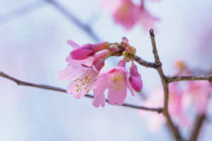 福岡市植物園の桜の写真