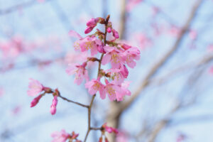 福岡市植物園の桜の写真