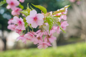 福岡市植物園の桜の写真