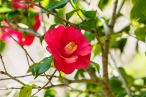 福岡市植物園の椿の写真