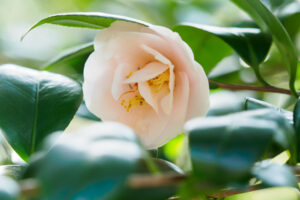 福岡市植物園の椿の写真