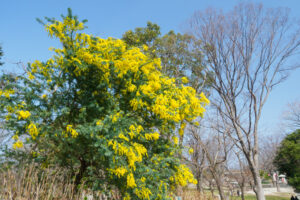 福岡市植物園のアカシアの写真