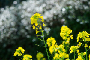 福岡市植物園の菜の花の写真