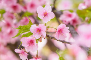 福岡市植物園の桜の写真