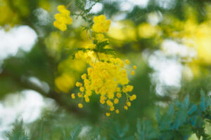 福岡市植物園のアカシアの写真