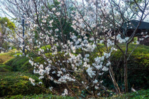福岡市植物園の桜の写真