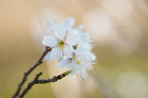 福岡市植物園の桜の写真
