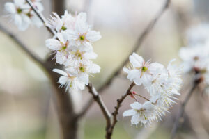 福岡市植物園の桜の写真