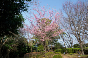 福岡市植物園の桜の写真