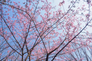 福岡市植物園の桜の写真